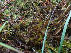 Fontinalis antipyretica