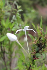 Bouvardia longiflora
