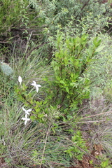 Bouvardia longiflora