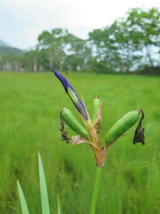 Iris laevigata