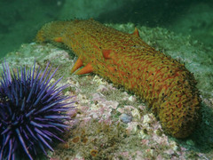 Apostichopus parvimensis