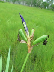 Iris laevigata