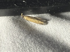 Elasmopalpus lignosella