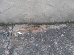 Elgaria kingii kingii