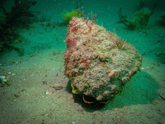 Megastraea undosa
