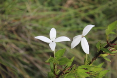 Bouvardia longiflora
