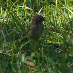 Setophaga palmarum palmarum