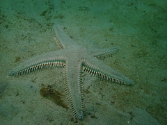 Astropecten armatus