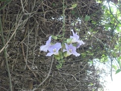Thunbergia