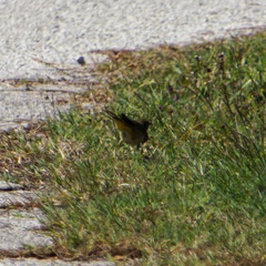 Setophaga palmarum palmarum