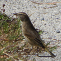 Setophaga palmarum palmarum