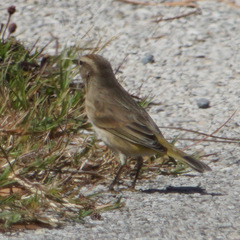 Setophaga palmarum palmarum