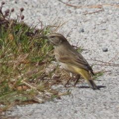 Setophaga palmarum palmarum