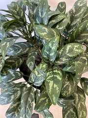Aglaonema