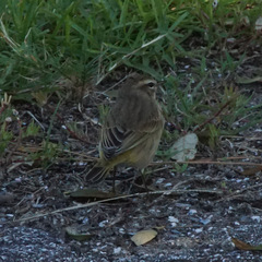 Setophaga palmarum palmarum