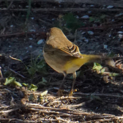 Setophaga palmarum palmarum