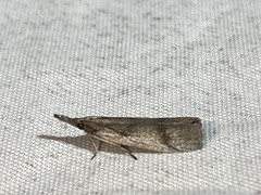 Peoria longipalpella