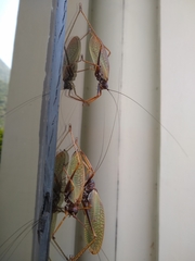 Pterophylla beltrani