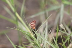 Cigaritis lohita