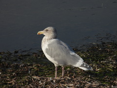 Larus glaucescens × occidentalis