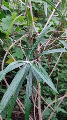 Senecio cinerarioides