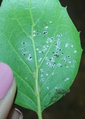 Aleuroplatus coronata