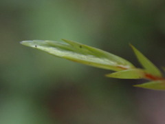 Fontinalis antipyretica