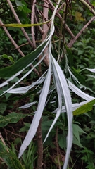 Senecio cinerarioides
