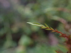 Fontinalis antipyretica