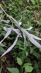 Senecio cinerarioides
