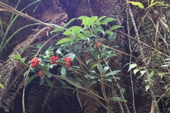 Skimmia