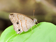 Cissia themis