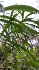 Senecio cinerarioides