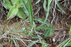 Eryngium heterophyllum