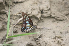 Graphium chironides