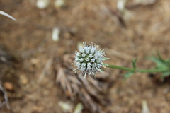Eryngium heterophyllum