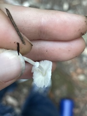 Lepiota sequoiarum