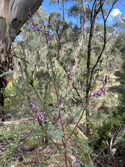 Comesperma ericinum