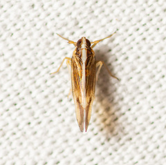 Delphacidae