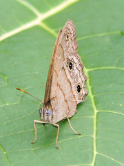 Cissia themis