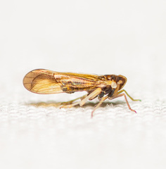 Delphacidae