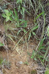 Eryngium heterophyllum