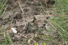 Graphium antiphates