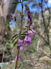 Comesperma ericinum