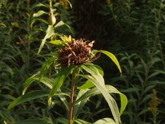 Rhopalomyia capitata