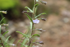 Loeselia coerulea