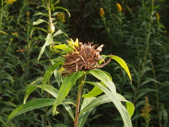 Rhopalomyia capitata