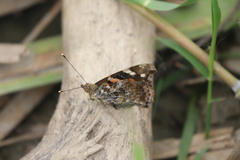 Vanessa indica