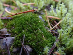 Ditrichum heteromallum