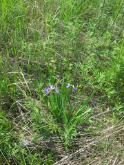 Iris setosa